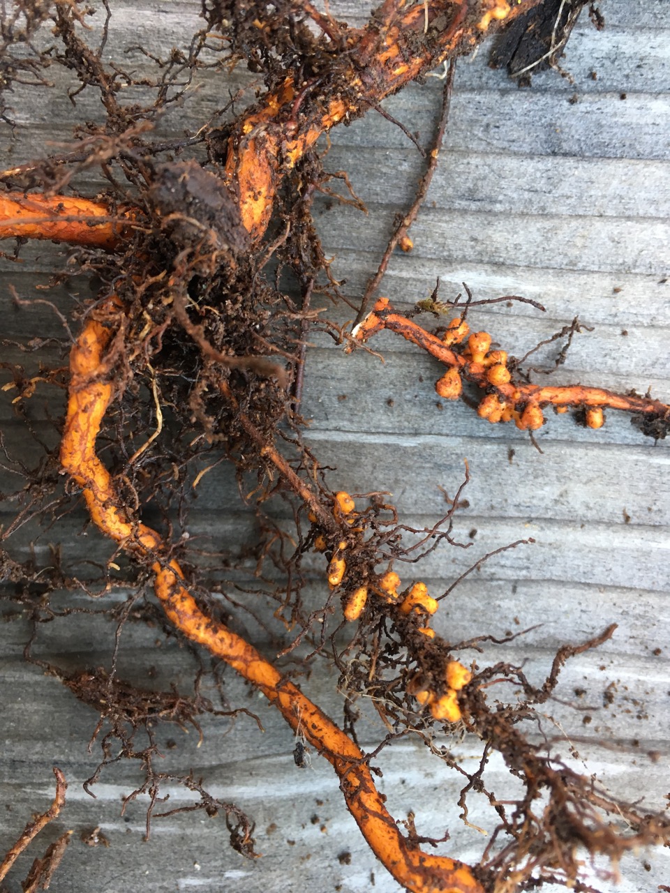 GRuB Garden Raised Bounty